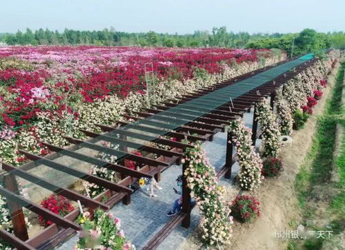 美呆了！邳州再現網紅打卡地——生態園